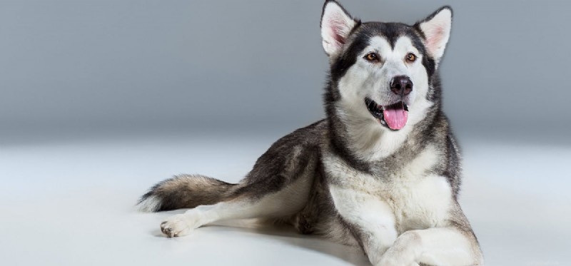 Могут ли собаки видеть серый цвет?
