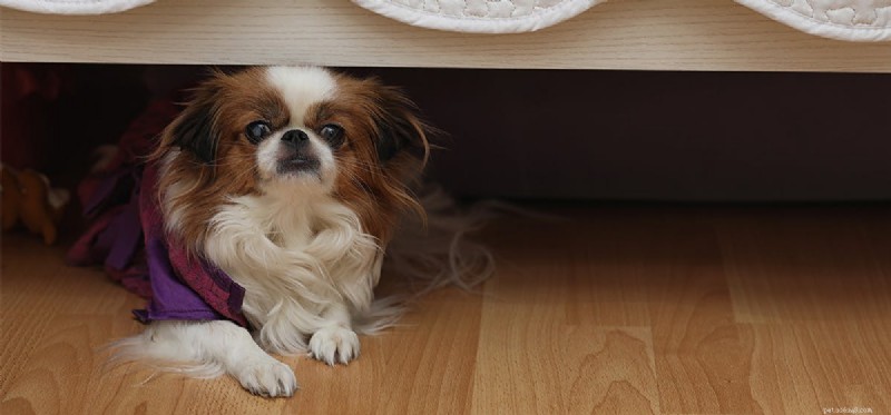 Могут ли собаки видеть паранормальные явления?