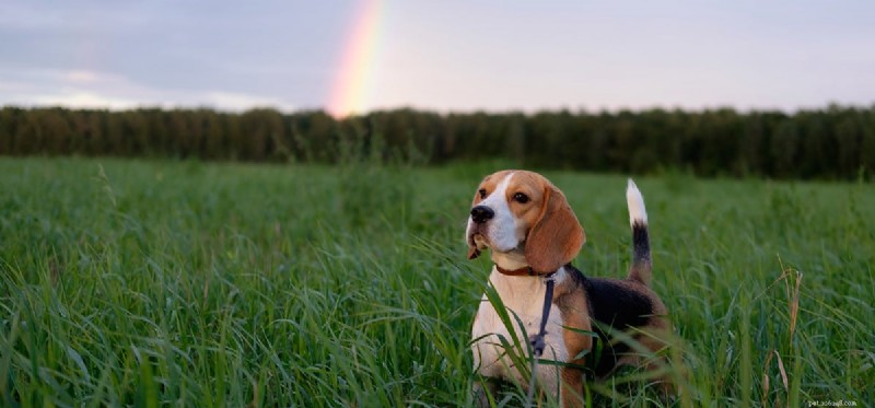 Kan hundar se regnbågar?
