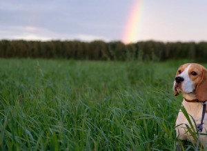 Могут ли собаки видеть радугу?