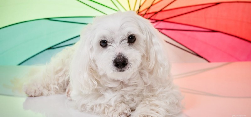 Os cães podem ver arco-íris?