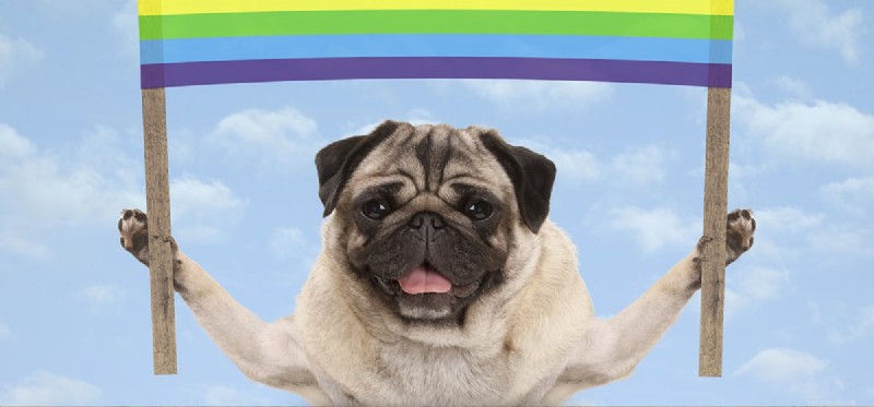 犬は虹を見ることができますか?