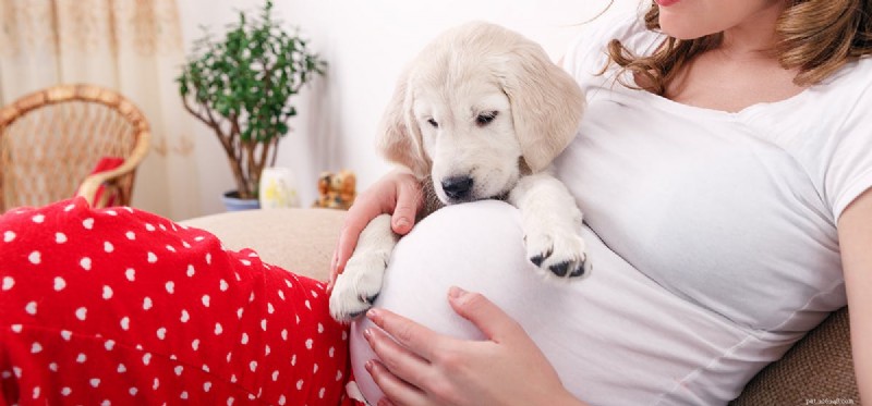 Kunnen honden een baby in de baarmoeder voelen?
