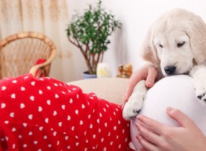 Cítí psi miminko v děloze?