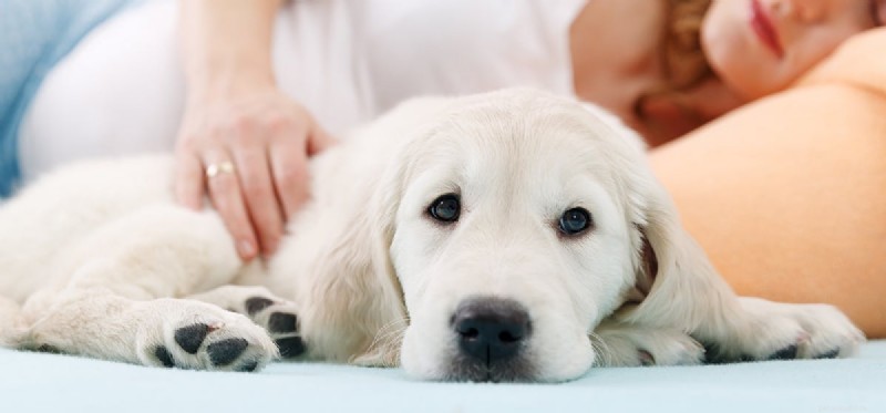 개는 자궁에서 아기를 감지할 수 있습니까?