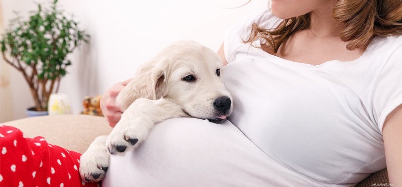 Os cães podem sentir um bebê no útero?