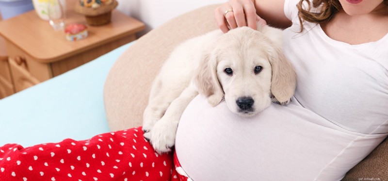 Могут ли собаки чувствовать ребенка в утробе матери?