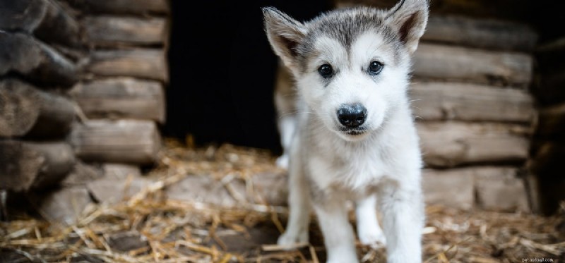 I cani possono sentire gli orsi?