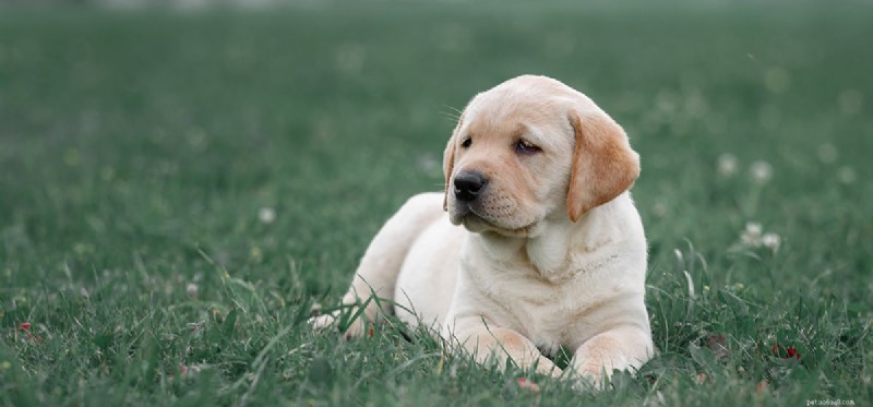 犬はクマを感知できますか?