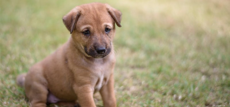 Les chiens peuvent-ils détecter les ours ?