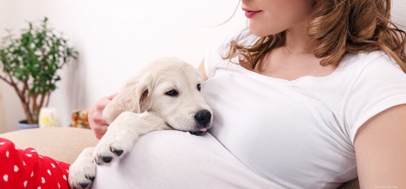 Могут ли собаки чувствовать зачатие?