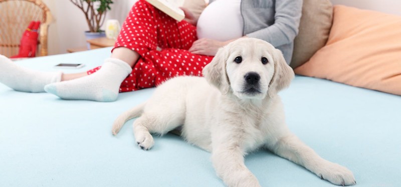 개가 임신을 감지할 수 있습니까?