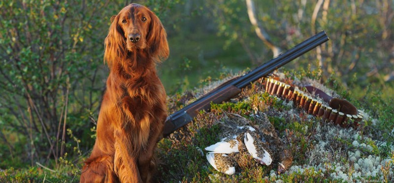 Os cães podem detectar armas?
