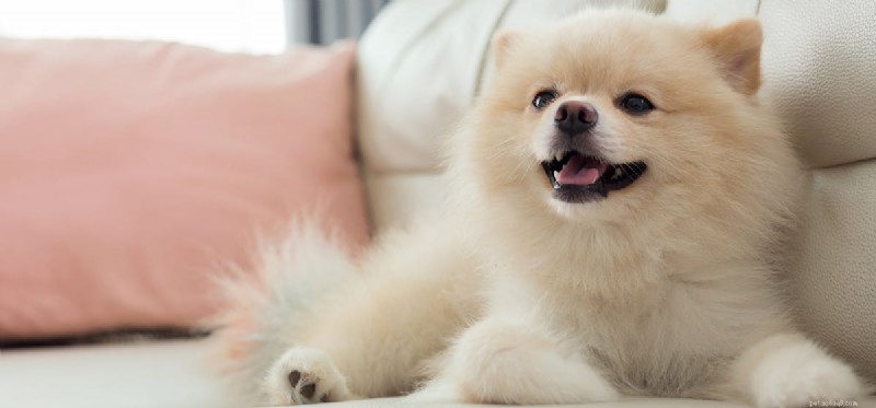 Могут ли собаки чувствовать счастье?