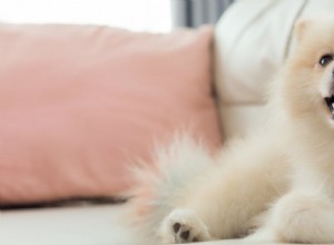 Могут ли собаки чувствовать счастье?