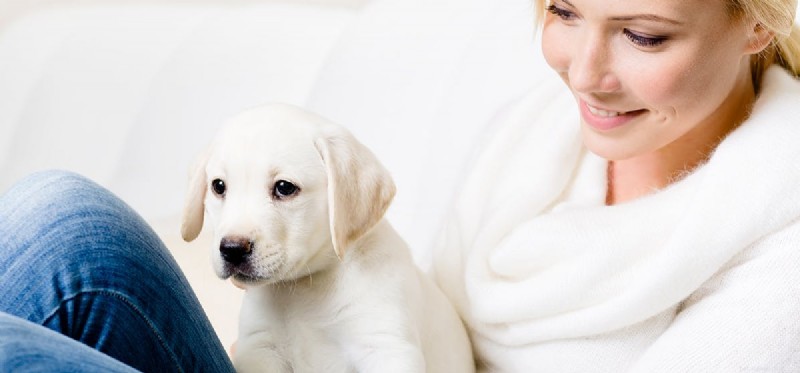 Kunnen honden voelen of een persoon goed of slecht is?