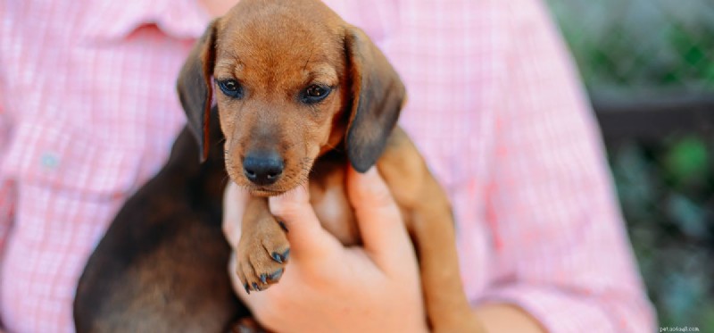 Les chiens peuvent-ils sentir si une personne est bonne ou mauvaise ?