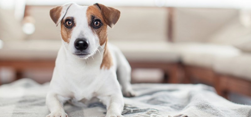 I cani possono percepire le convulsioni?