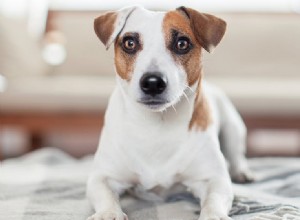 I cani possono percepire le convulsioni?