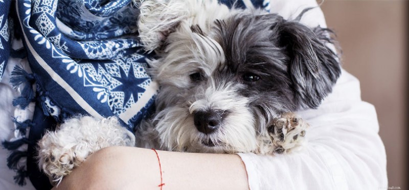 Les chiens peuvent-ils détecter les convulsions ?