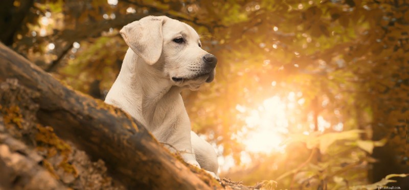 Os cães podem sentir cobras?