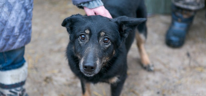 Les chiens peuvent-ils détecter les étrangers ?