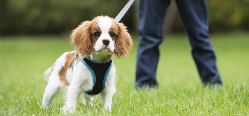 Os cães podem sentir estranhos?