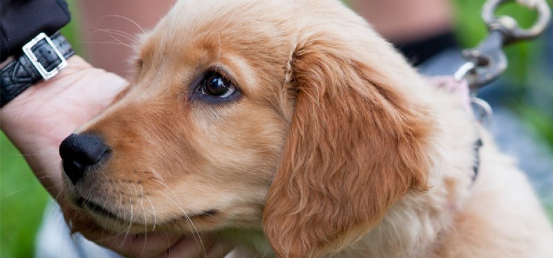 Os cães podem sentir estranhos?