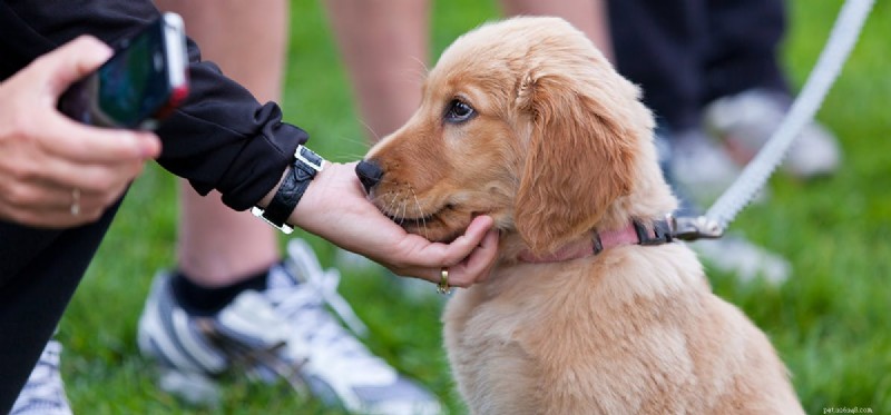 Os cães podem sentir estranhos?