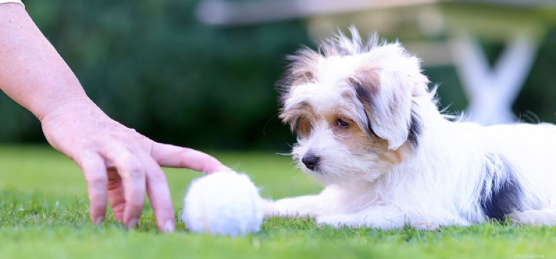 犬は物事を感知できますか?