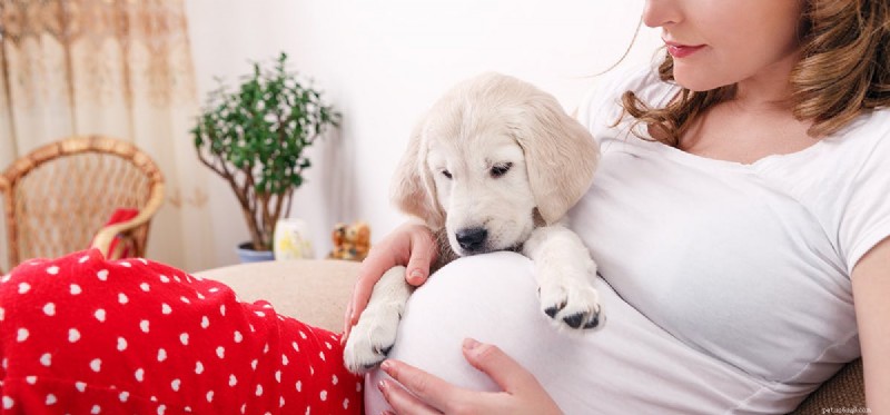 Kunnen honden een foetus ruiken?