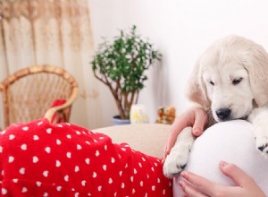 Kan hundar lukta ett foster?