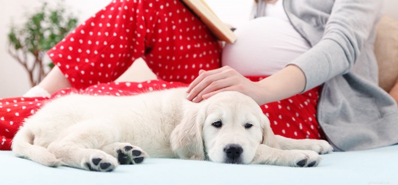 Kan hundar lukta ett foster?