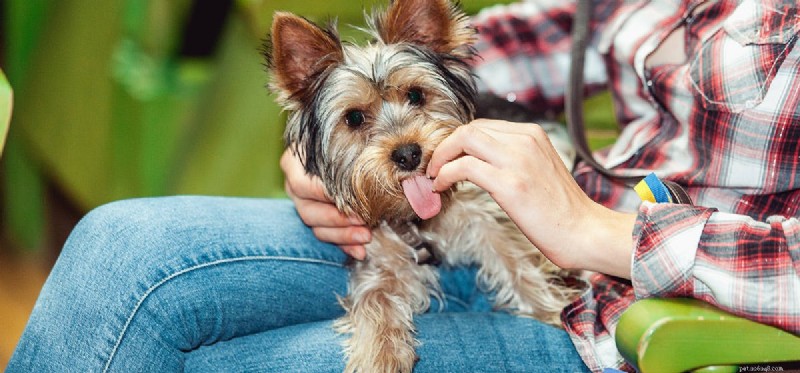 Kan hundar lukta aids?