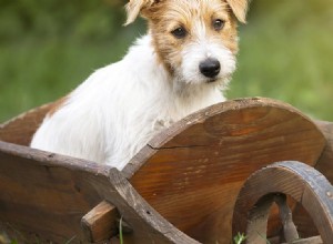 Les chiens peuvent-ils sentir les alcanes ?