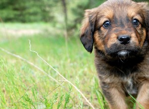 Kan hundar lukta bakterier?