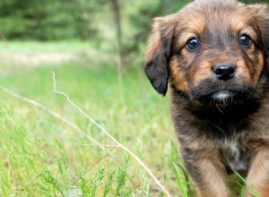 Os cães podem sentir o cheiro de bactérias?