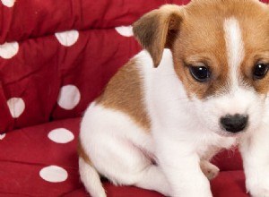 Les chiens peuvent-ils sentir les punaises de lit ?