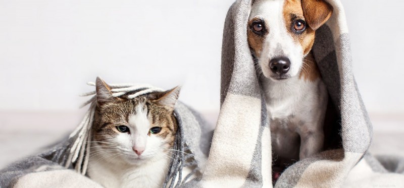 Могут ли собаки пахнуть лучше кошек?