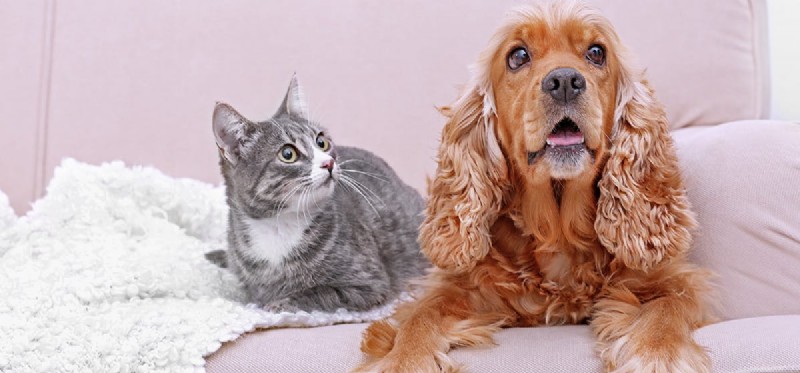 Os cães podem cheirar melhor que os gatos?