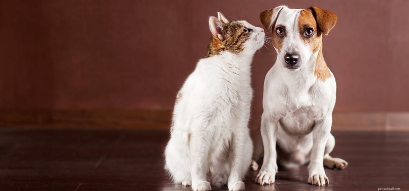 I cani possono avere un odore migliore dei gatti?