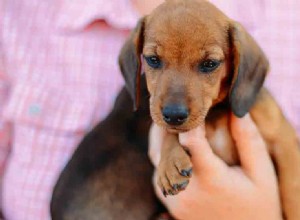 Kunnen honden bloedsuikerwaarden ruiken?