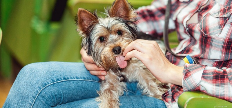 Kan hundar lukta blodsockernivåer?