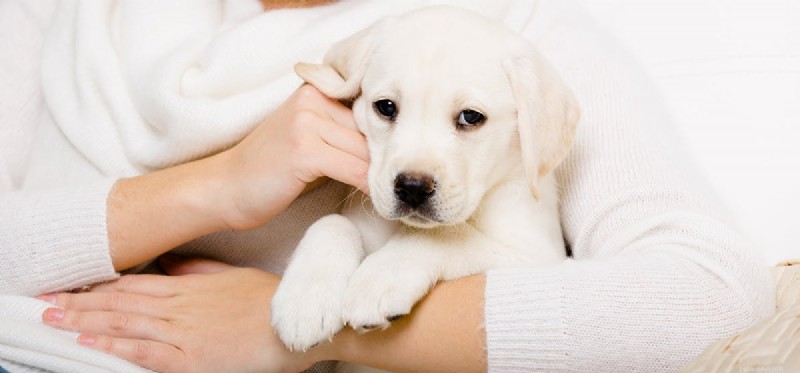 Могут ли собаки учуять рак молочной железы?