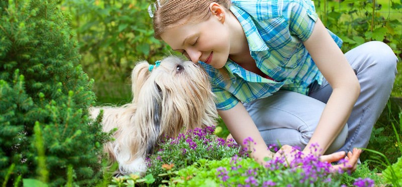 Os cães podem cheirar insetos?