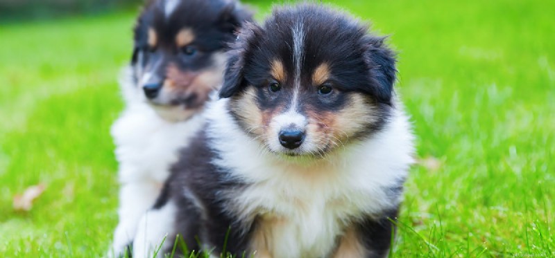 Kan hundar lukta cancer på andra hundar?