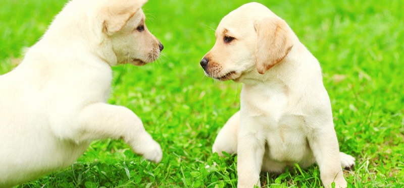 I cani possono annusare il cancro su altri cani?