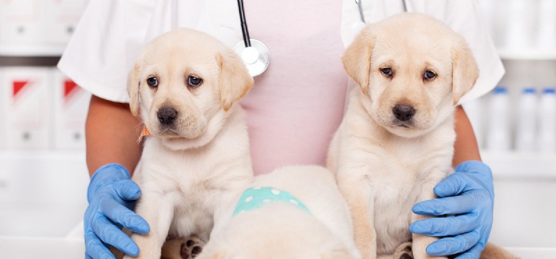 Kan hundar lukta cancer på andra hundar?