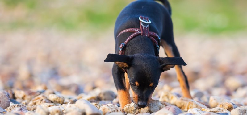 Kan hundar lukta kortisol?