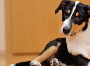 犬は欺瞞のにおいを嗅ぐことができますか?